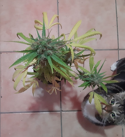Growreport Bild 2