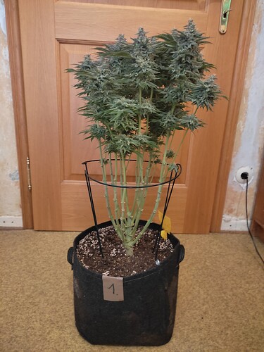 Growreport Bild 13