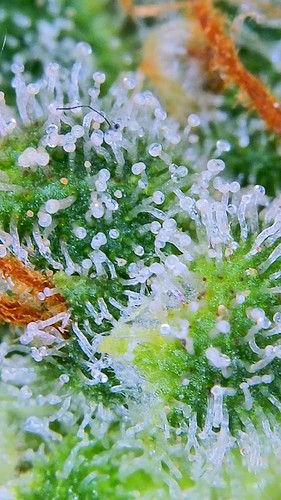 Growreport Bild 2