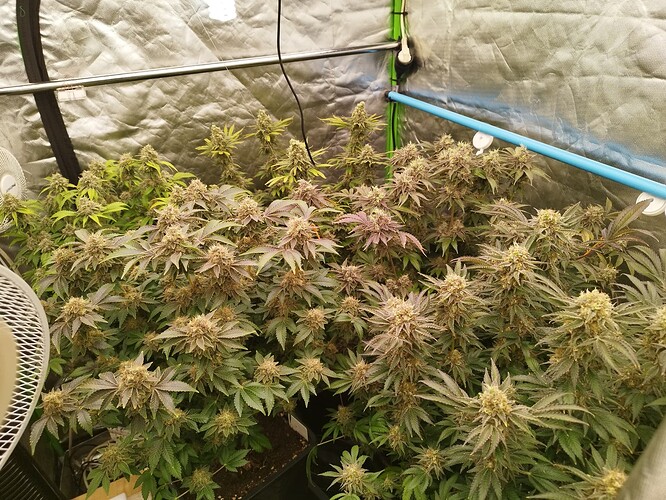 Growreport Bild 6