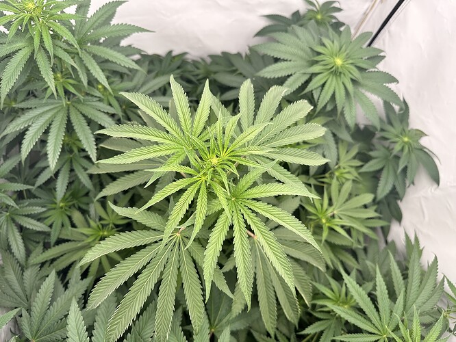 Growreport Bild 9