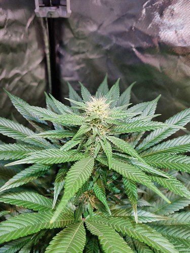 Growreport Bild 12