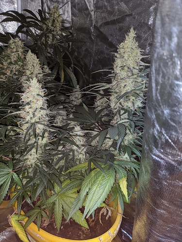 Growreport Bild 1