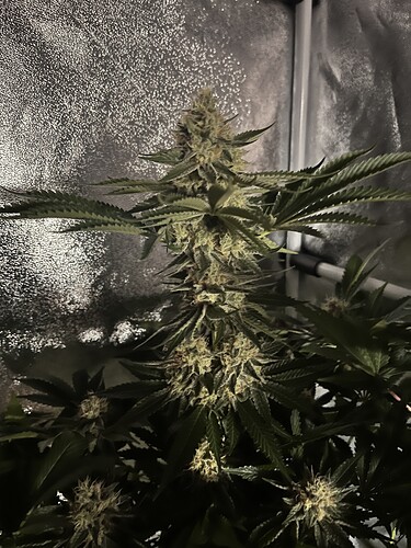 Growreport Bild 5