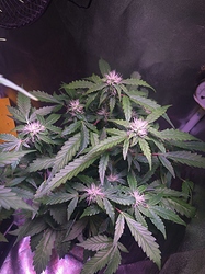 Growreport Bild 52