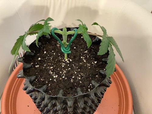 Growreport Bild 5