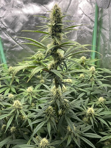 Growreport Bild 6