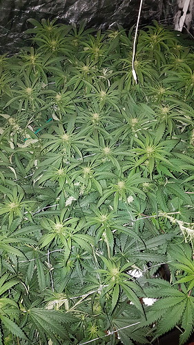 Growreport Bild 10