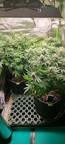 Growreport Bild 1
