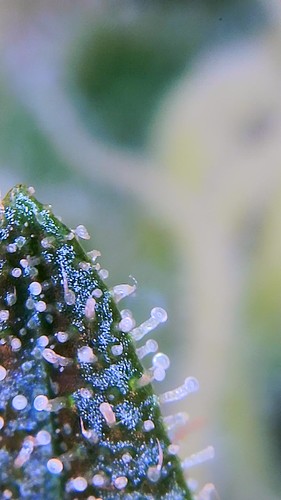 Growreport Bild 23