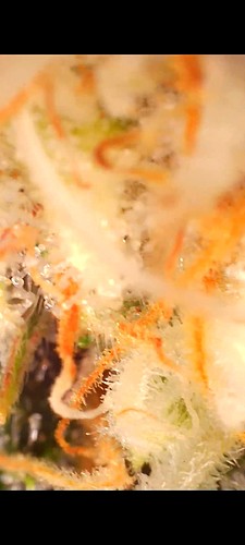 Nahaufnahme von Cannabis-Trichomen unter einem Mikroskop, die reife Blütenstände zeigen.