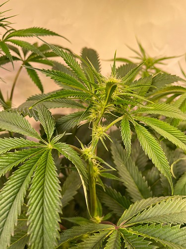 Growreport Bild 6