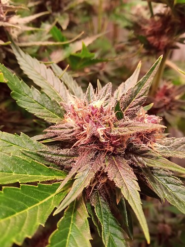 Growreport Bild 5
