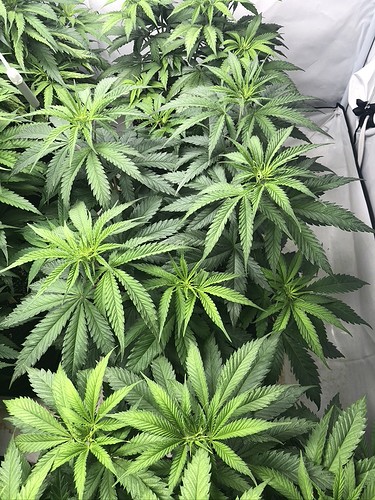 Growreport Bild 6