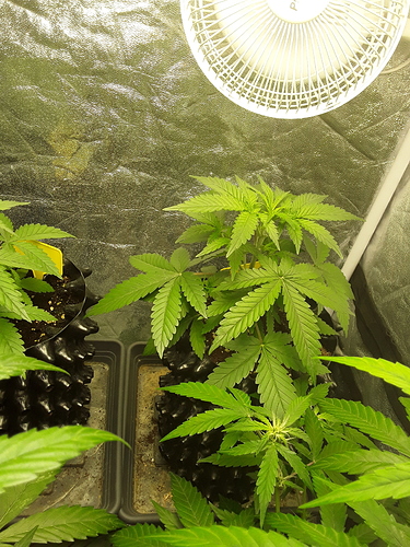 Growreport Bild 4