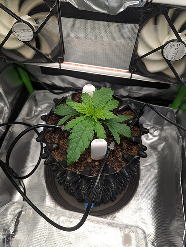 Growreport Bild 4