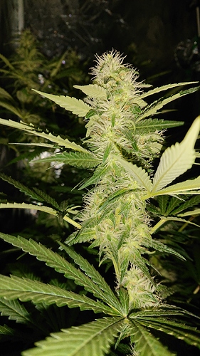 Growreport Bild 6