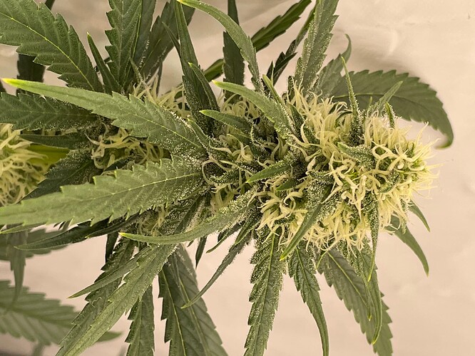 Growreport Bild 3