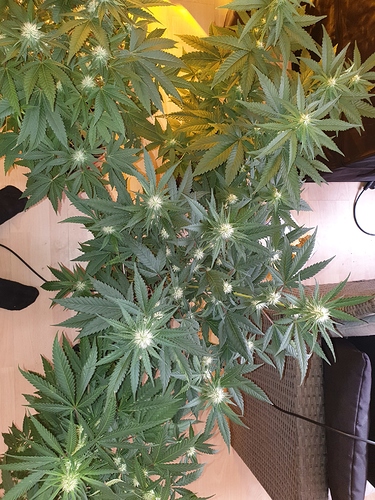 Growreport Bild 42