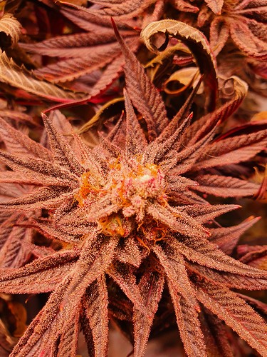 Growreport Bild 4