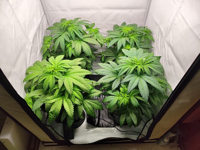 Growreport Bild 18