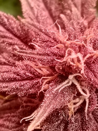 Growreport Bild 74