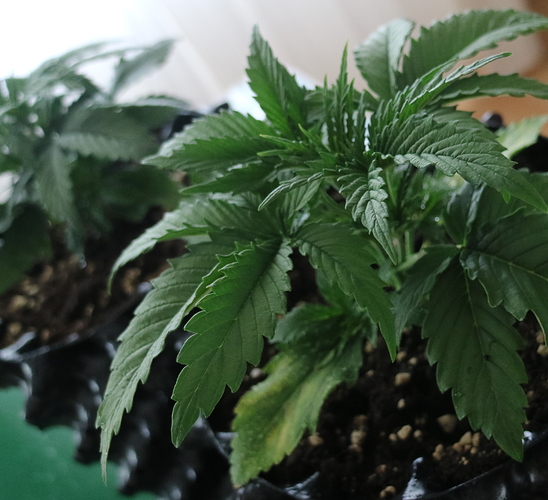 Growreport Bild 6