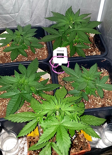 Growreport Bild 8
