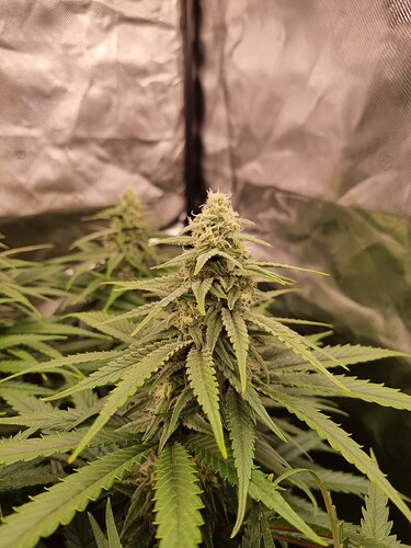 Growreport Bild 18
