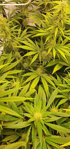 Growreport Bild 9