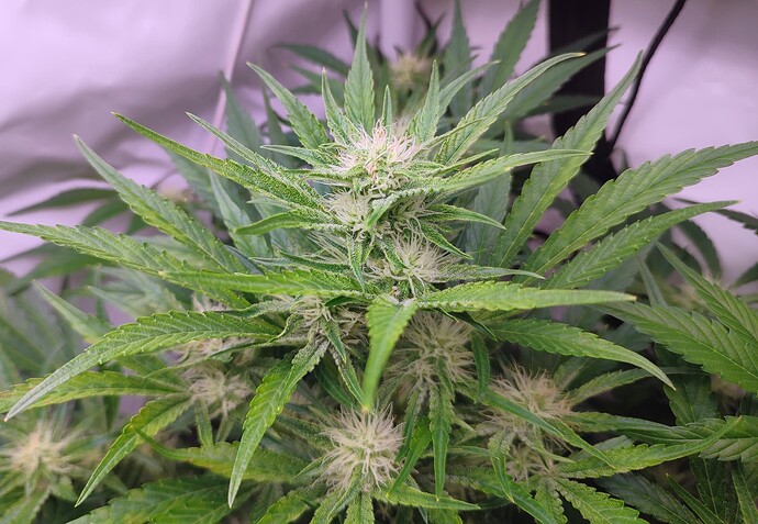Growreport Bild 60