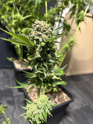 Growreport Bild 7