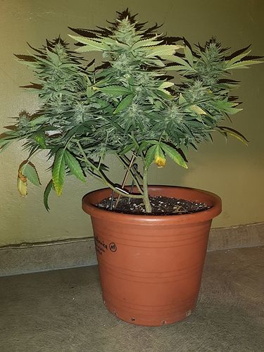 Growreport Bild 1