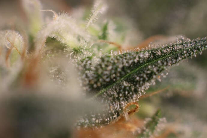 Growreport Bild 31