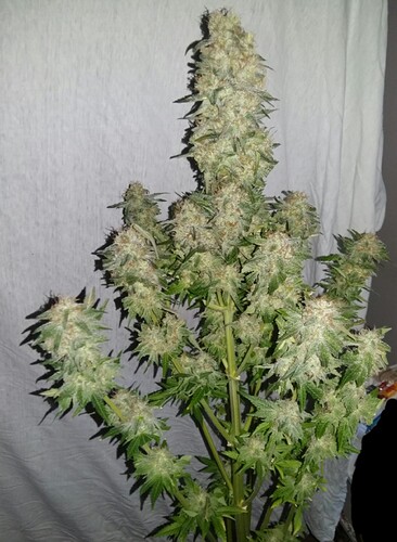 Growreport Bild 36