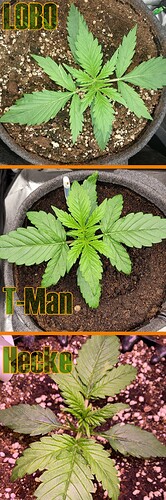 Growreport Bild 18
