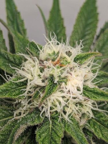 Growreport Bild 2