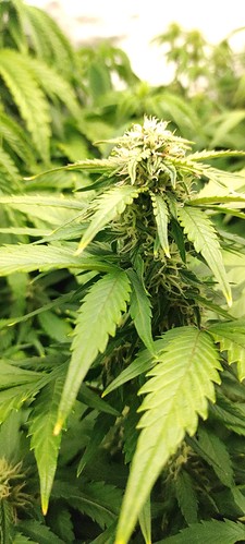 Growreport Bild 4