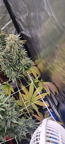 Growreport Bild 37