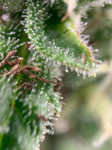 Growreport Bild 12