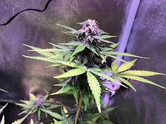 Growreport Bild 35
