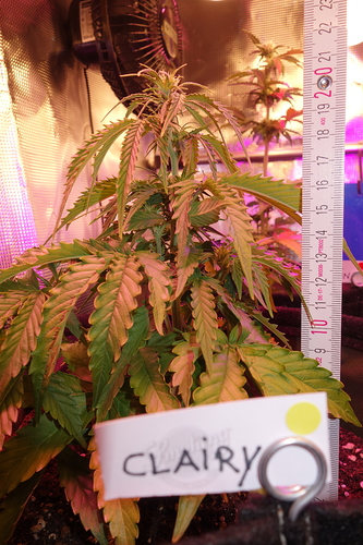 Growreport Bild 21