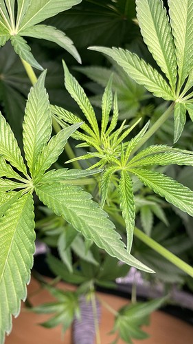 Growreport Bild 16