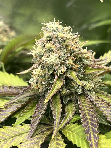 Growreport Bild 12