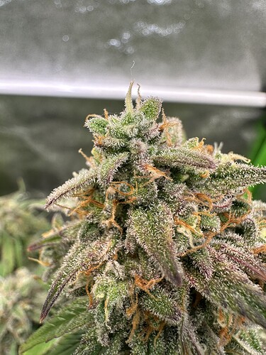 Growreport Bild 39