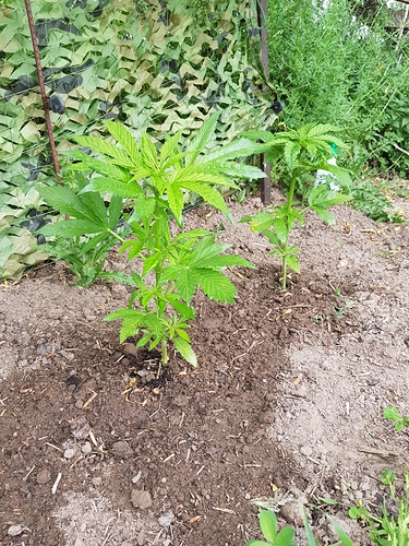Growreport Bild 6