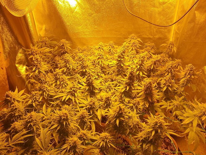 Growreport Bild 12