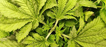 Growreport Bild 9