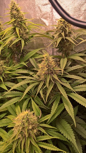 Growreport Bild 4
