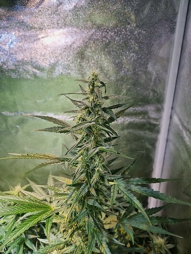 Growreport Bild 7